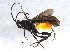  (Cremnops ashmeadi - BIOUG03542-G08)  @13 [ ] CreativeCommons - Attribution (2012) CBG Photography Group Centre for Biodiversity Genomics