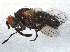  (Phytomyptera nigra - BIOUG03587-E06)  @14 [ ] CreativeCommons - Attribution (2012) CBG Photography Group Centre for Biodiversity Genomics