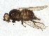  (Metopomyza danielssoni - BIOUG03591-D12)  @14 [ ] CreativeCommons - Attribution (2012) CBG Photography Group Centre for Biodiversity Genomics