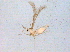  ( - BIOUG03725-A12)  @13 [ ] CreativeCommons - Attribution (2014) CBG Photography Group Centre for Biodiversity Genomics