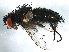  ( - BIOUG03587-D01)  @13 [ ] CreativeCommons - Attribution (2014) CBG Photography Group Centre for Biodiversity Genomics