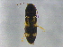  ( - BIOUG03168-C11)  @12 [ ] CreativeCommons - Attribution (2012) CBG Photography Group Centre for Biodiversity Genomics