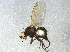  ( - BIOUG03802-F03)  @13 [ ] CreativeCommons - Attribution (2013) CBG Photography Group Centre for Biodiversity Genomics