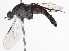  ( - BIOUG03804-D05)  @12 [ ] CreativeCommons - Attribution (2012) CBG Photography Group Centre for Biodiversity Genomics