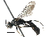  ( - BIOUG08615-C11)  @12 [ ] CreativeCommons - Attribution (2016) CBG Photography Group Centre for Biodiversity Genomics