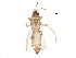  ( - BIOUG08754-F10)  @14 [ ] CreativeCommons - Attribution (2015) CBG Photography Group Centre for Biodiversity Genomics
