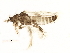  (Odontothrips pictipennis - BIOUG08877-H06)  @14 [ ] CreativeCommons - Attribution (2014) CBG Photography Group Centre for Biodiversity Genomics