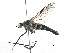  ( - BIOUG08978-E08)  @13 [ ] CreativeCommons - Attribution (2014) CBG Photography Group Centre for Biodiversity Genomics