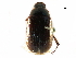  ( - BIOUG09124-F05)  @15 [ ] CreativeCommons - Attribution (2016) CBG Photography Group Centre for Biodiversity Genomics