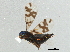  ( - BIOUG09243-E12)  @12 [ ] CreativeCommons - Attribution (2014) CBG Photography Group Centre for Biodiversity Genomics