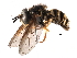  (Chrysotoxum sp. BC1 - BIOUG19252-G11)  @15 [ ] CreativeCommons - Attribution (2015) CBG Photography Group Centre for Biodiversity Genomics