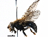  ( - BIOUG19252-H05)  @11 [ ] CreativeCommons - Attribution (2016) CBG Photography Group Centre for Biodiversity Genomics