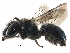  (Osmia laeta - BIOUG19444-C06)  @15 [ ] CreativeCommons - Attribution (2015) CBG Photography Group Centre for Biodiversity Genomics