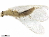  ( - BIOUG19529-A04)  @11 [ ] CreativeCommons - Attribution (2019) CBG Photography Group Centre for Biodiversity Genomics