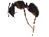  ( - BIOUG19529-D09)  @13 [ ] CreativeCommons - Attribution (2015) CBG Photography Group Centre for Biodiversity Genomics