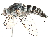  (Pandivirilia conspicua - BIOUG19533-E06)  @15 [ ] CreativeCommons - Attribution (2015) CBG Photography Group Centre for Biodiversity Genomics