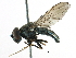  (Cheilosia cf. tristis - BIOUG19867-A12)  @13 [ ] CreativeCommons - Attribution (2016) CBG Photography Group Centre for Biodiversity Genomics