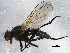  ( - BIOUG18950-B03)  @13 [ ] CreativeCommons - Attribution (2015) CBG Photography Group Centre for Biodiversity Genomics