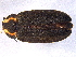  ( - BIOUG02737-C07)  @14 [ ] CreativeCommons - Attribution (2012) CBG Photography Group Centre for Biodiversity Genomics