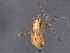  ( - BIOUG02739-B11)  @13 [ ] CreativeCommons - Attribution (2012) CBG Photography Group Centre for Biodiversity Genomics