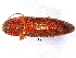  (Melanotus hyslopi - BIOUG02756-B02)  @13 [ ] CreativeCommons - Attribution (2012) CBG Photography Group Centre for Biodiversity Genomics