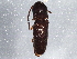  (Microrhagus triangularis - BIOUG03648-E07)  @14 [ ] CreativeCommons - Attribution (2013) CBG Photography Group Centre for Biodiversity Genomics