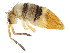  ( - BIOUG03831-E02)  @15 [ ] CreativeCommons - Attribution (2012) CBG Photography Group Centre for Biodiversity Genomics