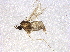  ( - BIOUG03900-F03)  @13 [ ] CreativeCommons - Attribution (2013) CBG Photography Group Centre for Biodiversity Genomics