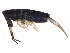  ( - BIOUG03831-G11)  @14 [ ] CreativeCommons - Attribution (2012) CBG Photography Group Centre for Biodiversity Genomics