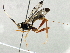  ( - BIOUG07023-D08)  @13 [ ] CreativeCommons - Attribution (2014) CBG Photography Group Centre for Biodiversity Genomics
