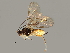  (Alysia sophia - BIOUG06797-G10)  @14 [ ] CreativeCommons - Attribution (2014) CBG Photography Group Centre for Biodiversity Genomics