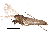  (GenusC - BIOUG18297-G07)  @13 [ ] CreativeCommons - Attribution (2015) CBG Photography Group Centre for Biodiversity Genomics