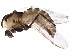 ( - BIOUG19219-A10)  @14 [ ] CreativeCommons - Attribution (2015) CBG Photography Group Centre for Biodiversity Genomics