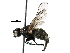  ( - BIOUG18968-C07)  @13 [ ] CreativeCommons - Attribution (2016) CBG Photography Group Centre for Biodiversity Genomics