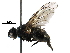  ( - BIOUG18968-G10)  @13 [ ] CreativeCommons - Attribution (2016) CBG Photography Group Centre for Biodiversity Genomics