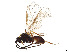  ( - BIOUG19213-C08)  @11 [ ] CreativeCommons - Attribution Share - Alike (2023) CBG Photography Group Centre for Biodiversity Genomics