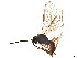  ( - BIOUG19213-E01)  @11 [ ] CreativeCommons - Attribution Share - Alike (2023) CBG Photography Group Centre for Biodiversity Genomics
