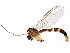  ( - BIOUG18717-B03)  @13 [ ] CreativeCommons - Attribution (2016) CBG Photography Group Centre for Biodiversity Genomics