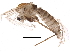  (Euryhapsis - BIOUG18641-C08)  @13 [ ] CreativeCommons - Attribution (2015) CBG Photography Group Centre for Biodiversity Genomics