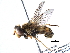  ( - BIOUG20548-G12)  @11 [ ] CreativeCommons - Attribution (2016) CBG Photography Group Centre for Biodiversity Genomics