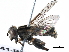  ( - BIOUG21541-B05)  @11 [ ] CreativeCommons - Attribution (2016) CBG Photography Group Centre for Biodiversity Genomics