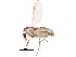 ( - BIOUG21732-D02)  @14 [ ] CreativeCommons - Attribution (2015) CBG Photography Group Centre for Biodiversity Genomics
