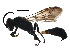  ( - BIOUG21145-F07)  @12 [ ] CreativeCommons - Attribution (2016) CBG Photography Group Centre for Biodiversity Genomics