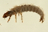  ( - 02CNTLV-184)  @12 [ ] CreativeCommons - Attribution (2009) Unspecified Centre for Biodiversity Genomics