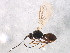 (Dacnusa nipponica - BIOUG11049-A06)  @14 [ ] CreativeCommons - Attribution (2014) CBG Photography Group Centre for Biodiversity Genomics