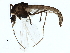  (Orthocladius sp. TE14 - BIOUG11121-F11)  @14 [ ] CreativeCommons - Attribution (2014) CBG Photography Group Centre for Biodiversity Genomics