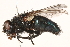  ( - BIOUG11194-C09)  @14 [ ] CreativeCommons - Attribution (2015) CBG Photography Group Centre for Biodiversity Genomics
