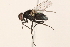  (Hydrotaea floccosa - BIOUG11377-B11)  @15 [ ] CreativeCommons - Attribution (2015) CBG Photography Group Centre for Biodiversity Genomics