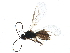  (Dacnusa faeroeensis - BIOUG11513-A09)  @14 [ ] CreativeCommons - Attribution (2014) CBG Photography Group Centre for Biodiversity Genomics