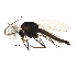  (Rheocricotopus angustus - BIOUG12049-E04)  @13 [ ] CreativeCommons - Attribution (2014) CBG Photography Group Centre for Biodiversity Genomics